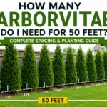 how many arborvitae do i need for 50 feet