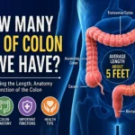 how many feet of colon do we have