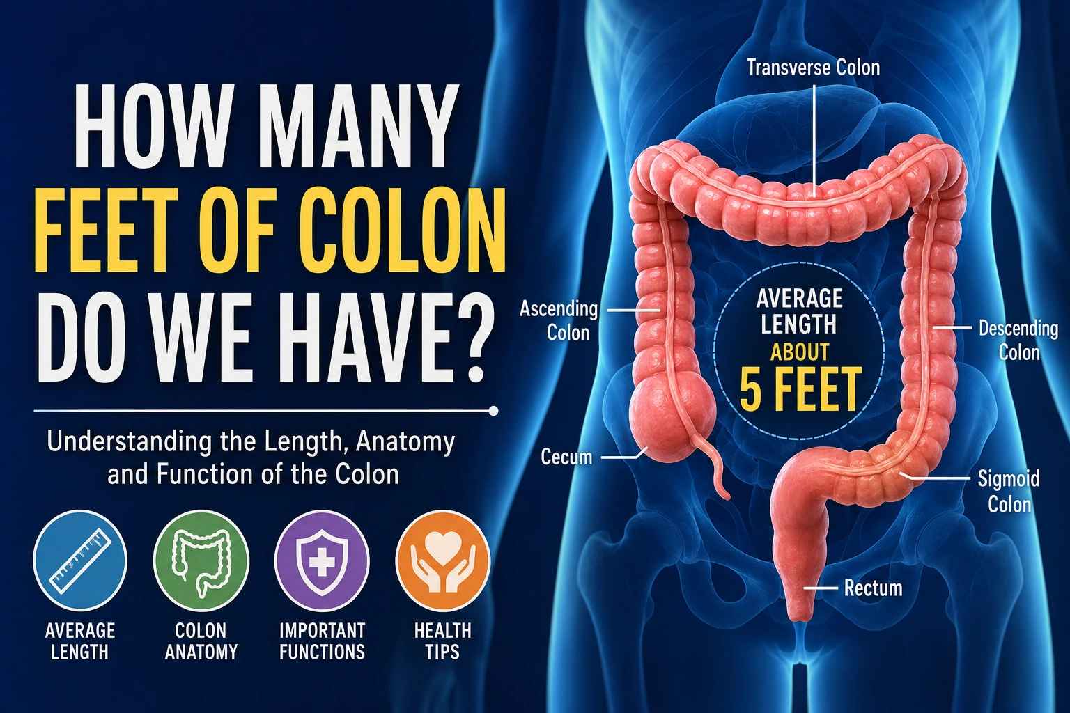 how many feet of colon do we have